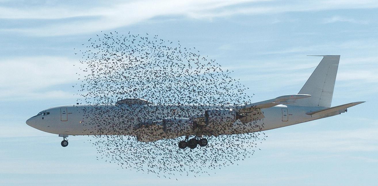 ¿Por qué los ingenieros no usan rejillas en los motores a reacción para detener los impactos de aves?