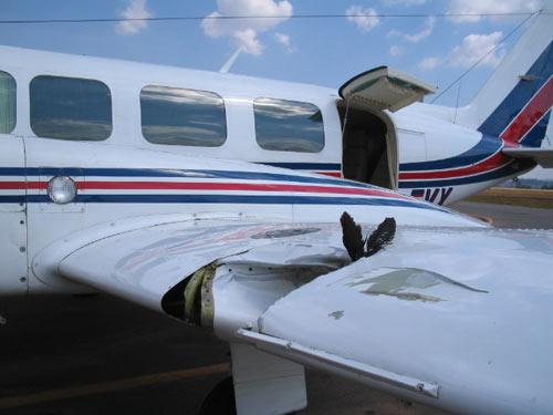 ¿Qué tan peligroso es el impacto de un pájaro en un avión?