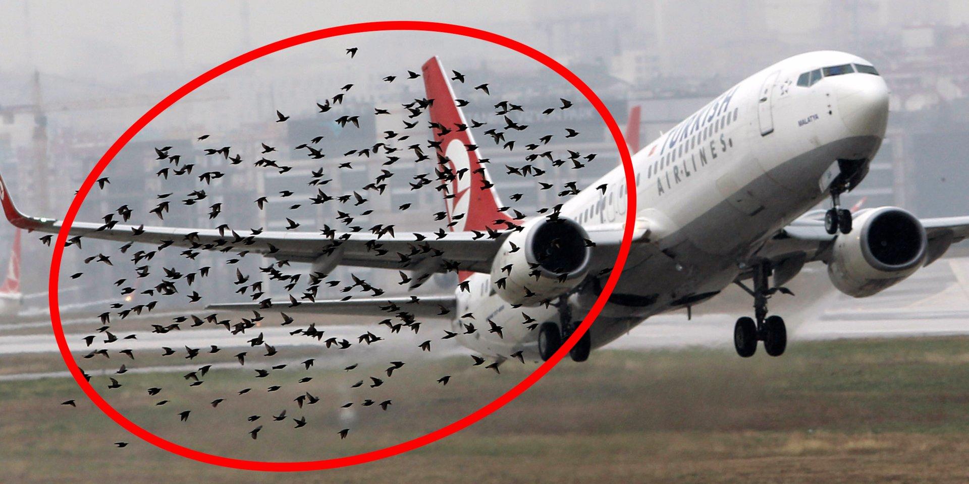 ¿Qué sucede cuando un pájaro vuela hacia el motor de un avión?