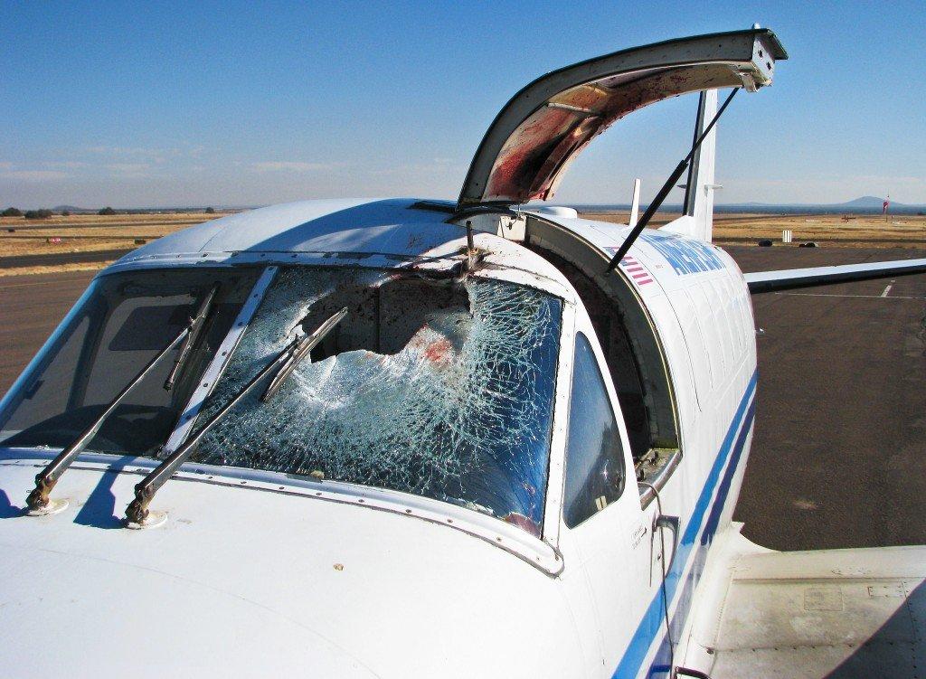 ¿Qué tan peligroso es el impacto de un pájaro en un avión?