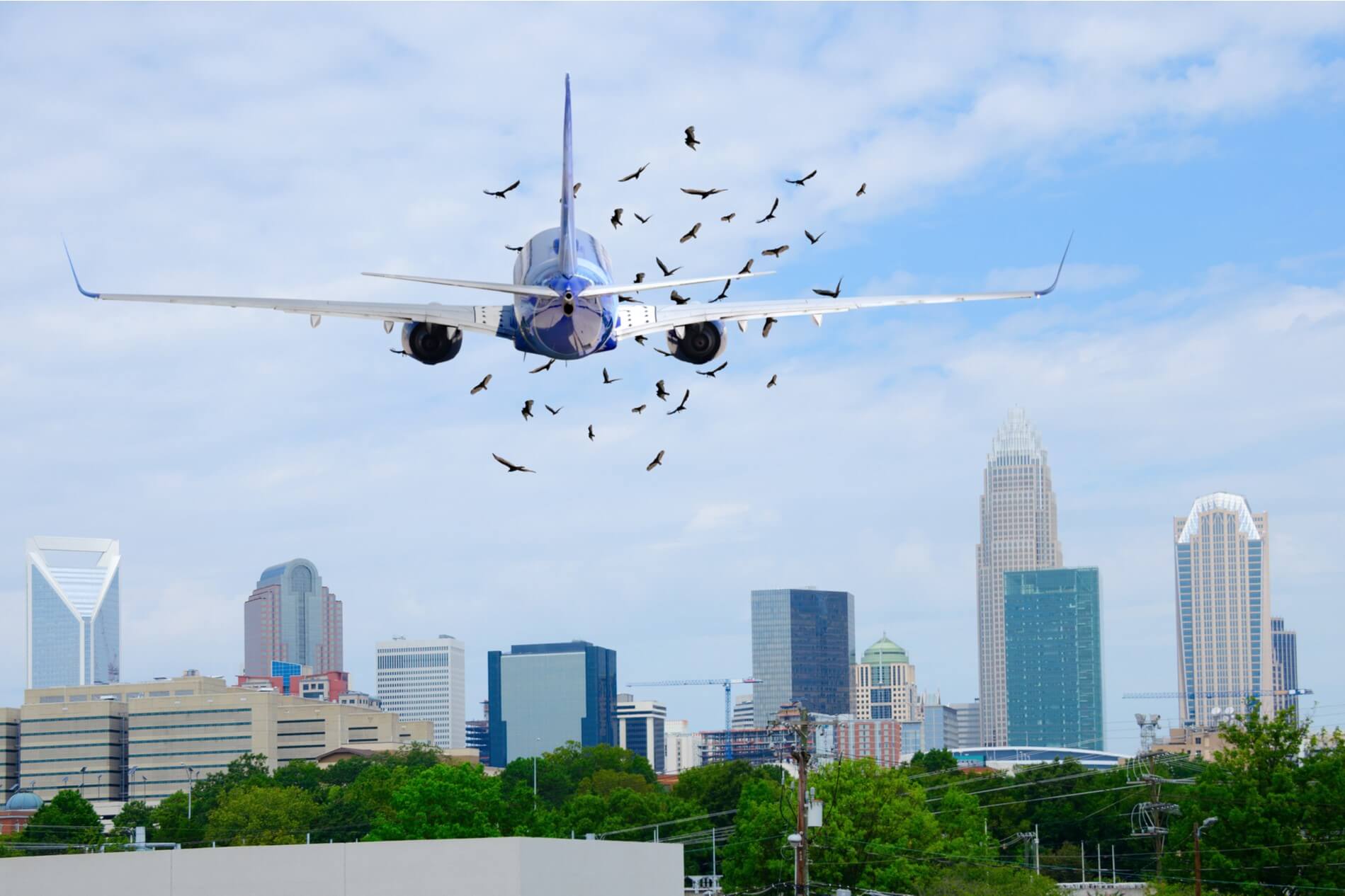 ¿Qué tan peligroso es el impacto de un pájaro en un avión?