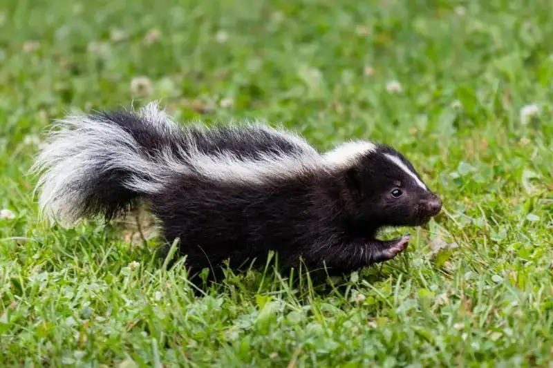 Skunk: ¡el arma que te hace quedarte en la ducha durante días!