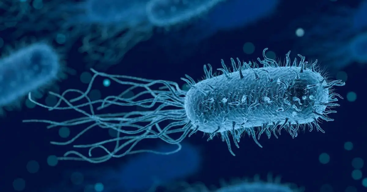 La bacteria que se alimenta de contaminantes y genera electricidad