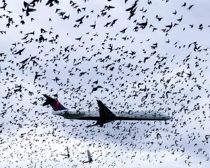 Detener las colisiones con aves