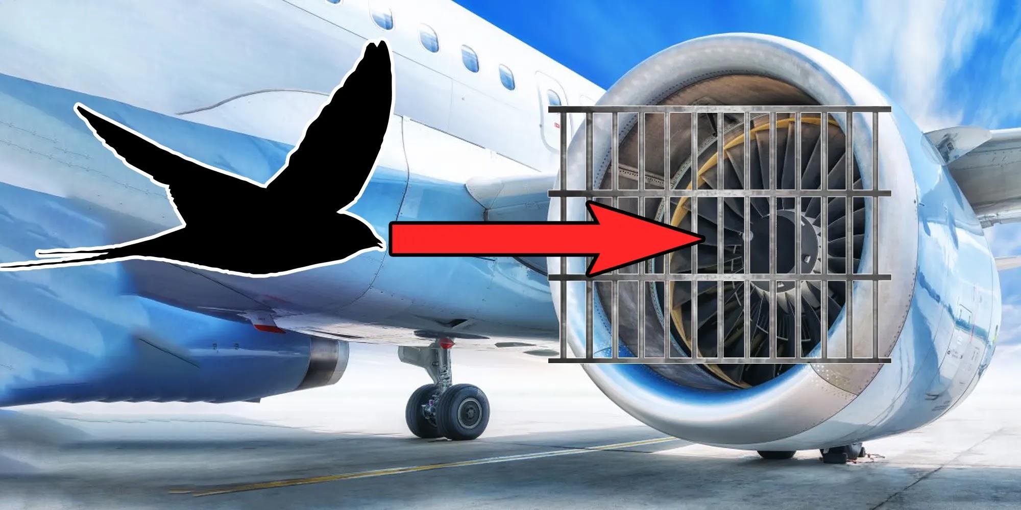 ¿Por qué los ingenieros no usan rejillas en los motores a reacción para detener los impactos de aves?