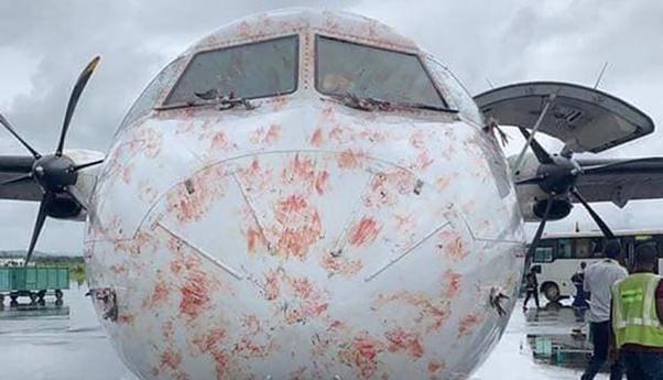 ¿Cómo prevenir las colisiones de aves en los aviones?